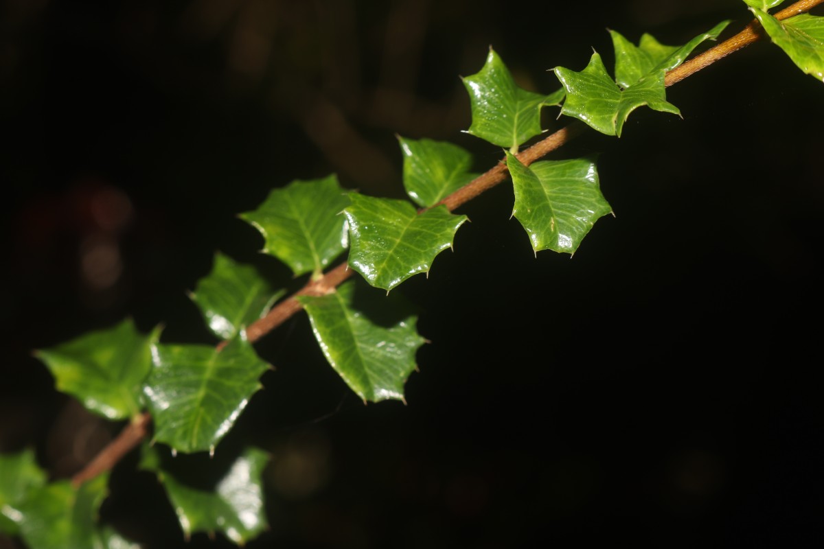 Malpighia coccigera L.